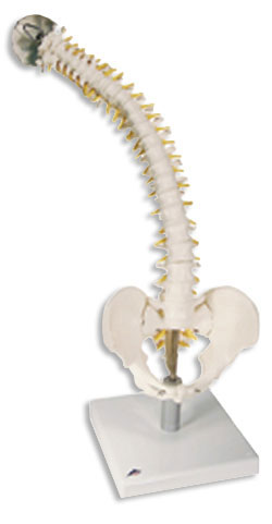 COLUNA VERTEBRAL FLEXÍVEL COM DISCOS INTERVERTEBRAIS MACIOS