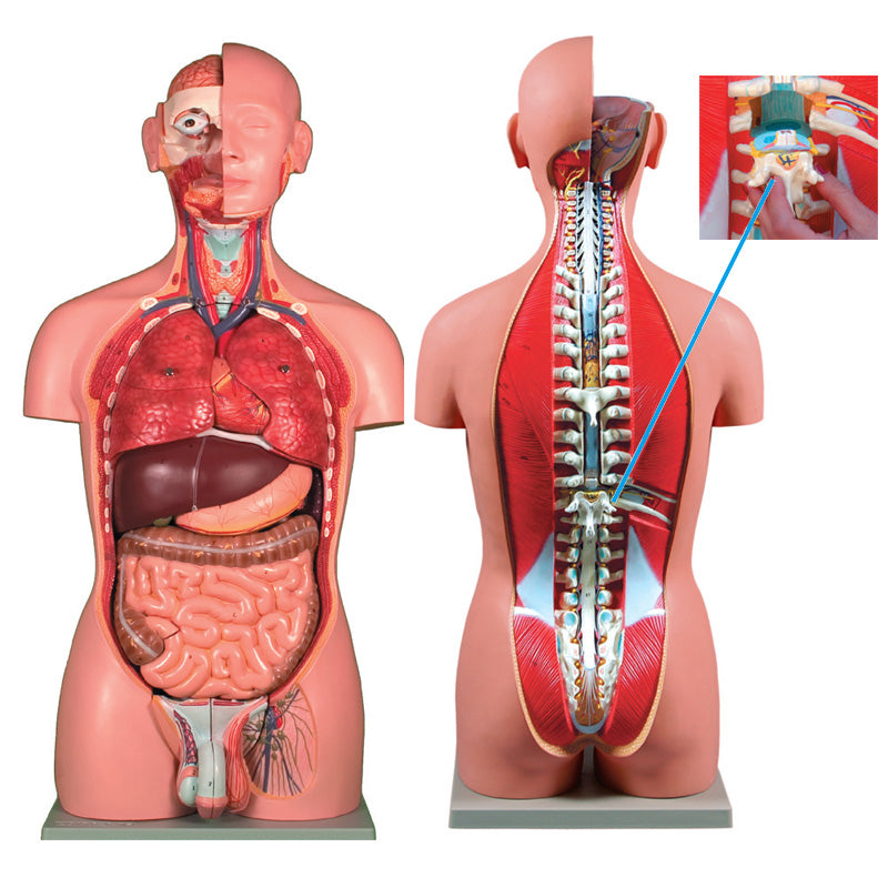 Volta Torso de abrir, 27 peças