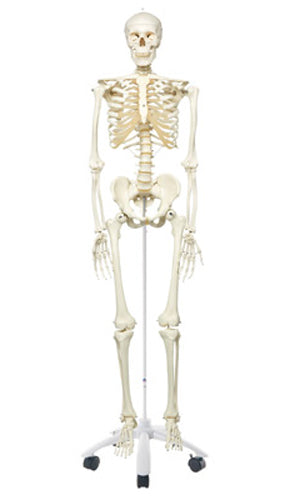 Esqueleto humano modelo Stan, sobre pélvica montados quatro stand rolo pé