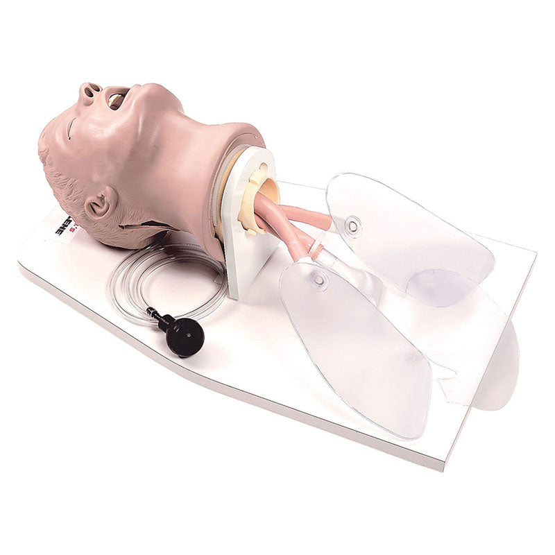 Simulador de gestão das vias aéreas Life/form aérea Larry adulto, com apoio