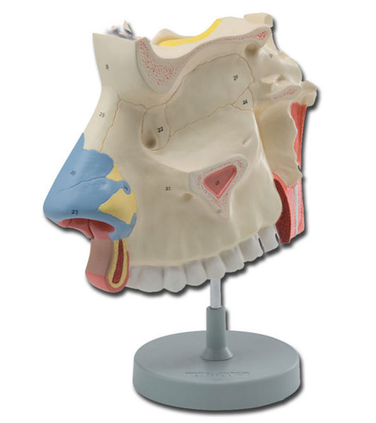 Modelo cavidades nasais