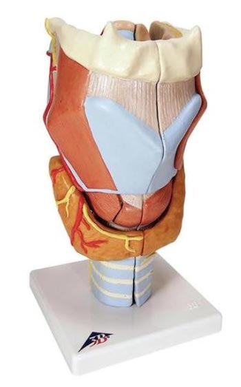 Modelo de laringe, aumento 2 vezes, em 7 partes