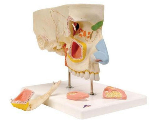 Modelo de nariz com cavidades paranasais, em 5 partes