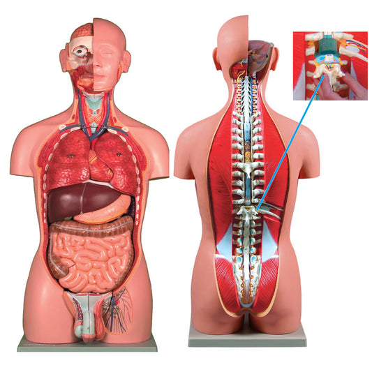 Volta Torso de abrir, 27 peças